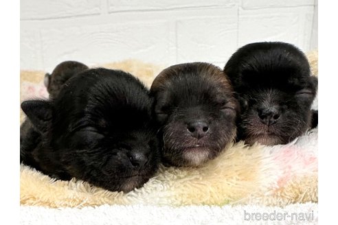 成約済の愛知県のチワマル:チワワ×マルチーズ-316852の7枚目