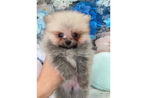 成約済の大阪府のポメラニアン-316856の16枚目