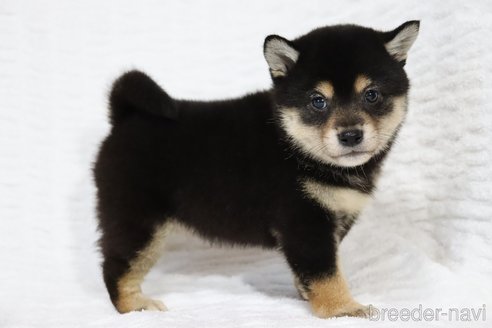 成約済の滋賀県の柴犬-316863の5枚目