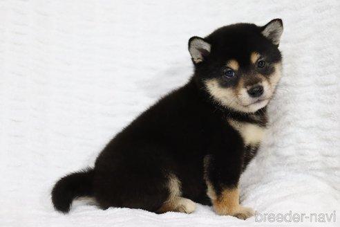 成約済の滋賀県の柴犬-316863の4枚目