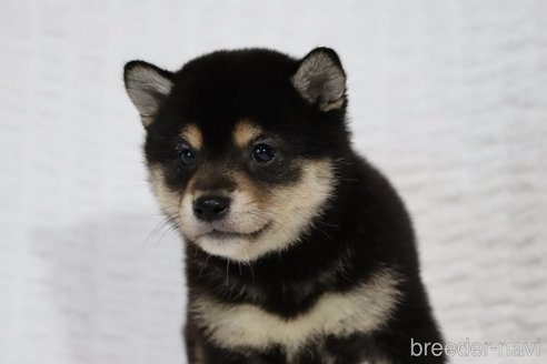 成約済の滋賀県の柴犬-316863の3枚目