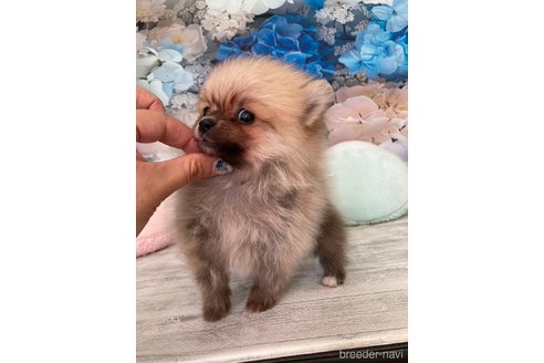 成約済の大阪府のポメラニアン-316868の13枚目