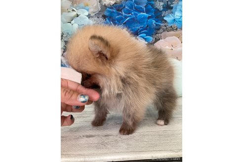 成約済の大阪府のポメラニアン-316868の10枚目