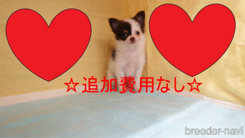 成約済の東京都のポメチワ:ポメラニアン×チワワ-316877の1枚目