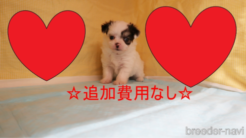 成約済の東京都のチワマル:チワワ×マルチーズ-316880の1枚目