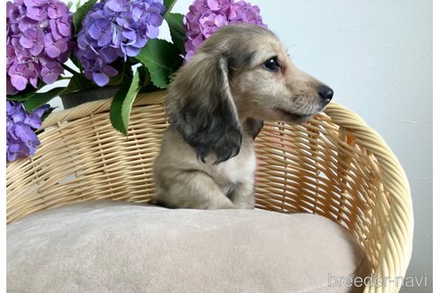 成約済の鹿児島県のミニチュアダックスフンド(ロングヘアード)-316895の3枚目