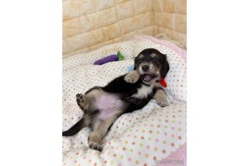 成約済の岐阜県のミニチュアダックスフンド(ロングヘアード)-316896の2枚目