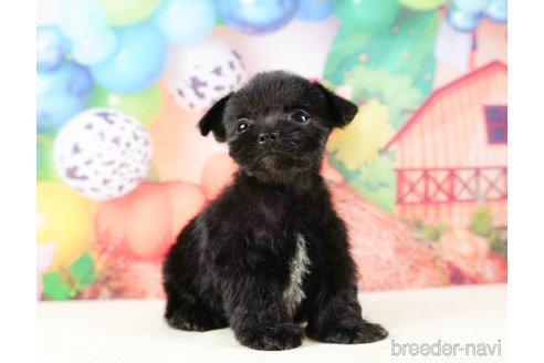 成約済の静岡県のチワプー:チワワ×トイプードル-316676の9枚目