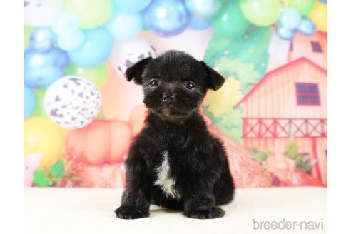 成約済の静岡県のチワプー:チワワ×トイプードル-316676の5枚目