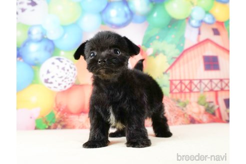 成約済の静岡県のチワプー:チワワ×トイプードル-316676の6枚目