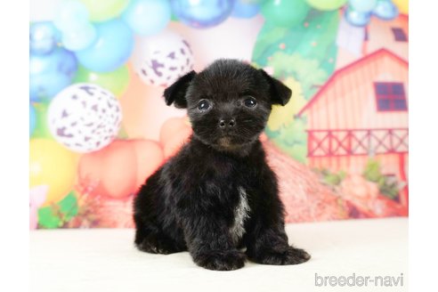 成約済の静岡県のチワプー:チワワ×トイプードル-316676の7枚目