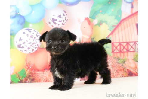 成約済の静岡県のチワプー:チワワ×トイプードル-316676の8枚目