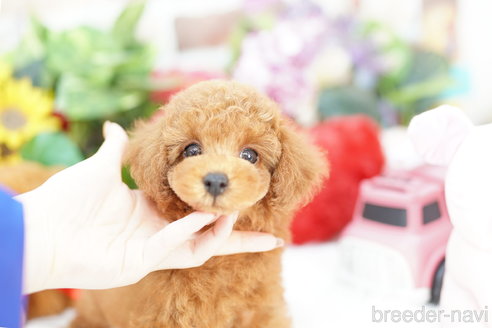 成約済の埼玉県のトイプードル-316901の2枚目