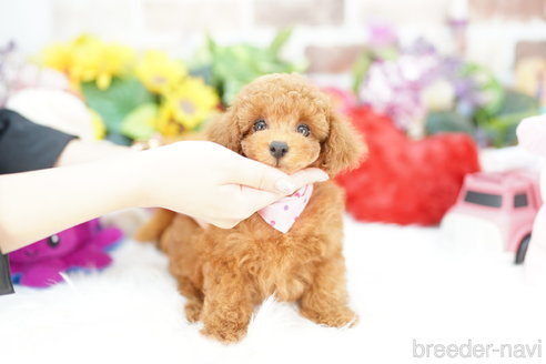 成約済の埼玉県のトイプードル-316901の1枚目