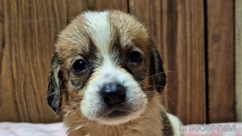 成約済の神奈川県のミックス犬-316903の1枚目