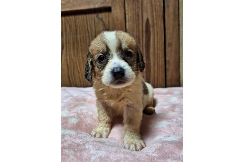成約済の神奈川県のミックス犬-316903の5枚目