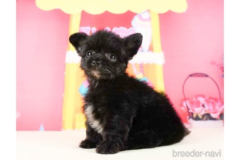 成約済の静岡県のチワプー:チワワ×トイプードル-316905の3枚目