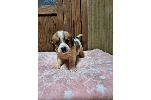 成約済の神奈川県のミックス犬-316903の4枚目