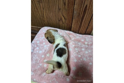 成約済の神奈川県のミックス犬-316903の2枚目