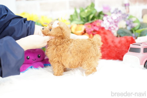 成約済の埼玉県のトイプードル-316910の4枚目