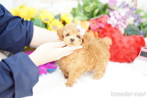 成約済の埼玉県のトイプードル-316910の3枚目