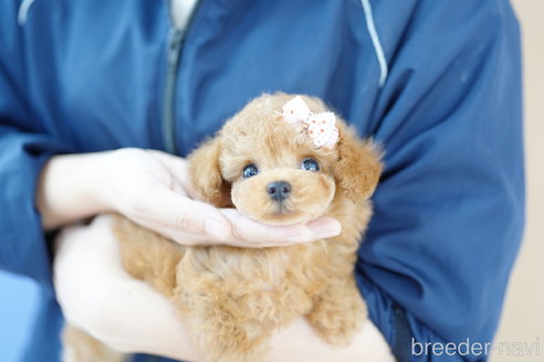 成約済の埼玉県のトイプードル-316910の1枚目