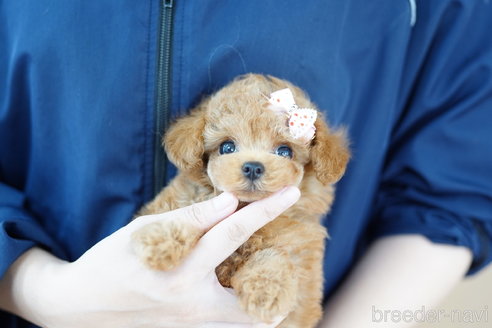 成約済の埼玉県のトイプードル-316910の2枚目