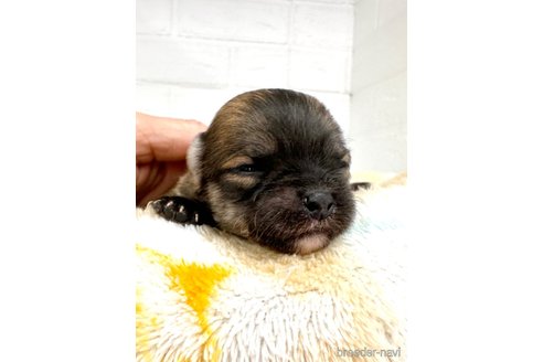 成約済の愛知県のチワマル:チワワ×マルチーズ-316915の30枚目