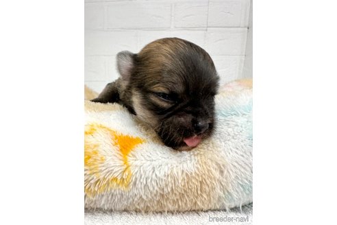 成約済の愛知県のチワマル:チワワ×マルチーズ-316915の27枚目
