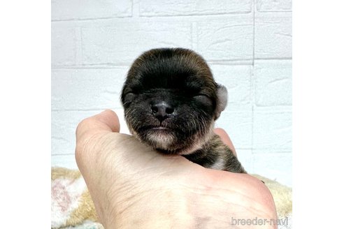 成約済の愛知県のチワマル:チワワ×マルチーズ-316915の23枚目