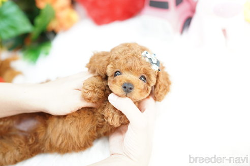 成約済の埼玉県のトイプードル-316916の5枚目