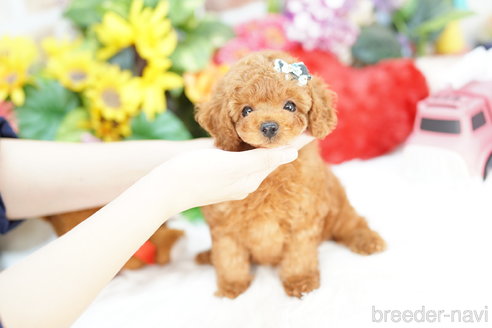 成約済の埼玉県のトイプードル-316916の4枚目