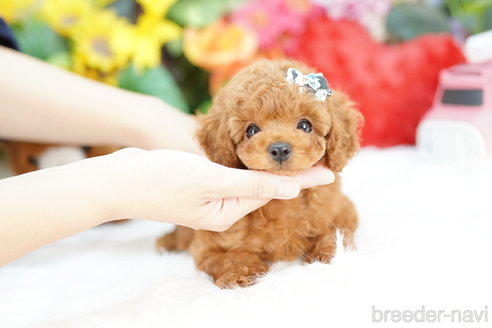 成約済の埼玉県のトイプードル-316916の3枚目