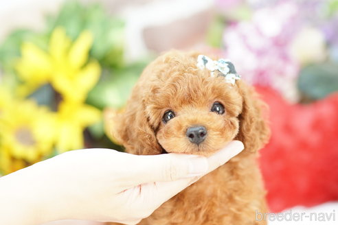 成約済の埼玉県のトイプードル-316916の2枚目