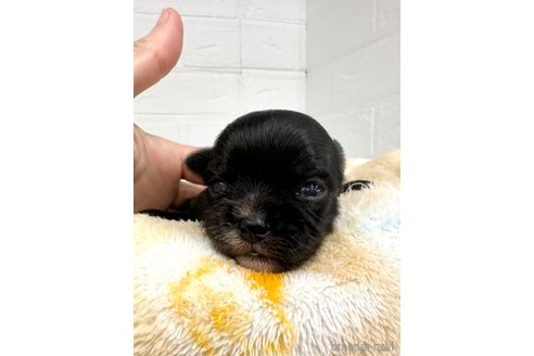 成約済の愛知県のチワマル:チワワ×マルチーズ-316919の15枚目