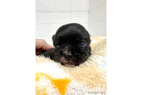 成約済の愛知県のチワマル:チワワ×マルチーズ-316919の19枚目