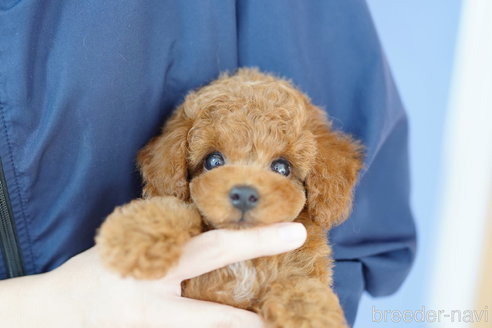 成約済の埼玉県のトイプードル-316925の4枚目