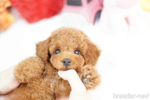 成約済の埼玉県のトイプードル-316925の3枚目