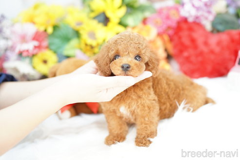 成約済の埼玉県のトイプードル-316925の2枚目