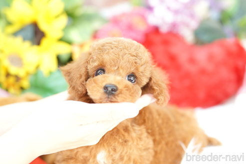 成約済の埼玉県のトイプードル-316925