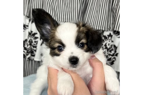 成約済の埼玉県のパピヨン-314072の15枚目