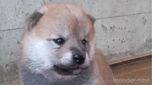 成約済の秋田県の柴犬-316952の1枚目