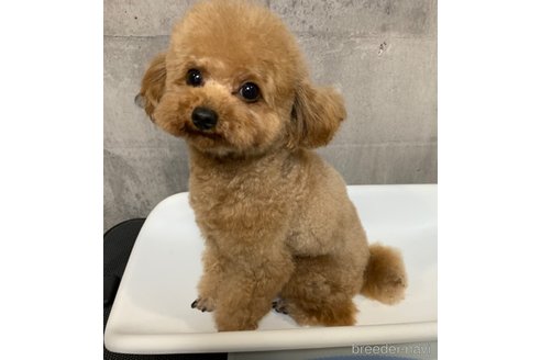 ののティーカッププードル-