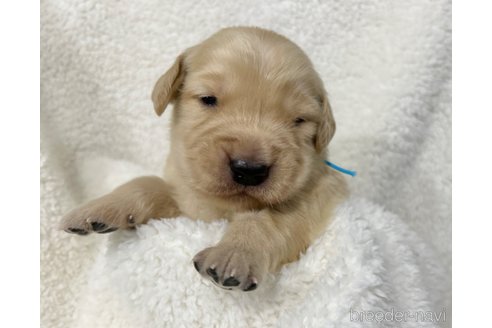 成約済の千葉県のゴールデンレトリーバー-316984の14枚目