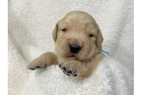 成約済の千葉県のゴールデンレトリーバー-316984の13枚目