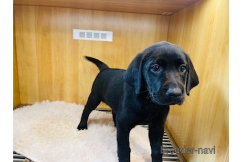 成約済の愛知県のラブラドールレトリーバー-316817の3枚目