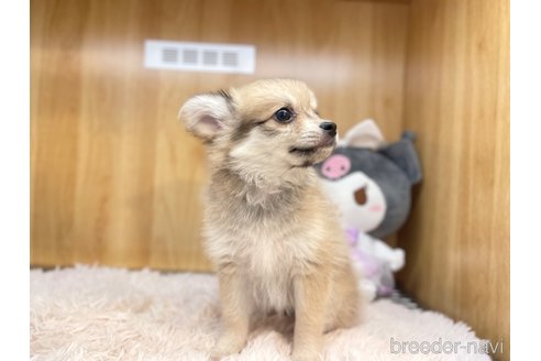 成約済の愛知県のポメチワ:ポメラニアン×チワワ-316990の4枚目