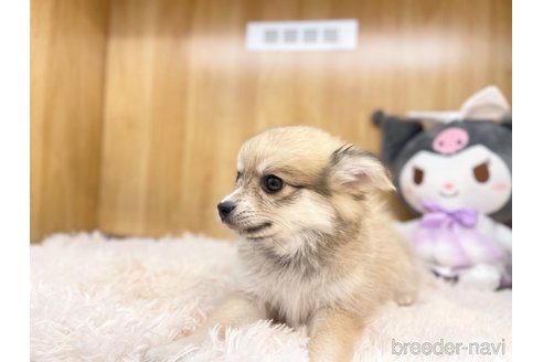 成約済の愛知県のポメチワ:ポメラニアン×チワワ-316990の6枚目