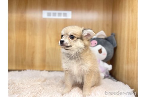 成約済の愛知県のポメチワ:ポメラニアン×チワワ-316990の7枚目