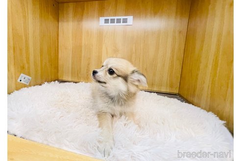 成約済の愛知県のポメチワ:ポメラニアン×チワワ-316990の3枚目